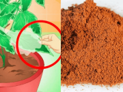 Víte, proč je dobré přidat skořici do květináče? Tento úžasný efekt uvidíte již po několika dnech!