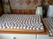 Recept od mojí babičky na mini-koláčky z majonézy bez kynutí. Jsou fantasticky měkoučké a jemné, vhodné pro každou příležitost!